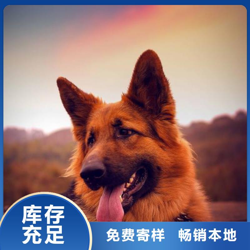 德国牧羊犬【罗威纳犬】质检合格出厂