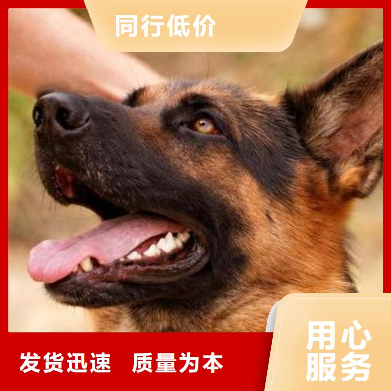 德国牧羊犬马犬买的是放心