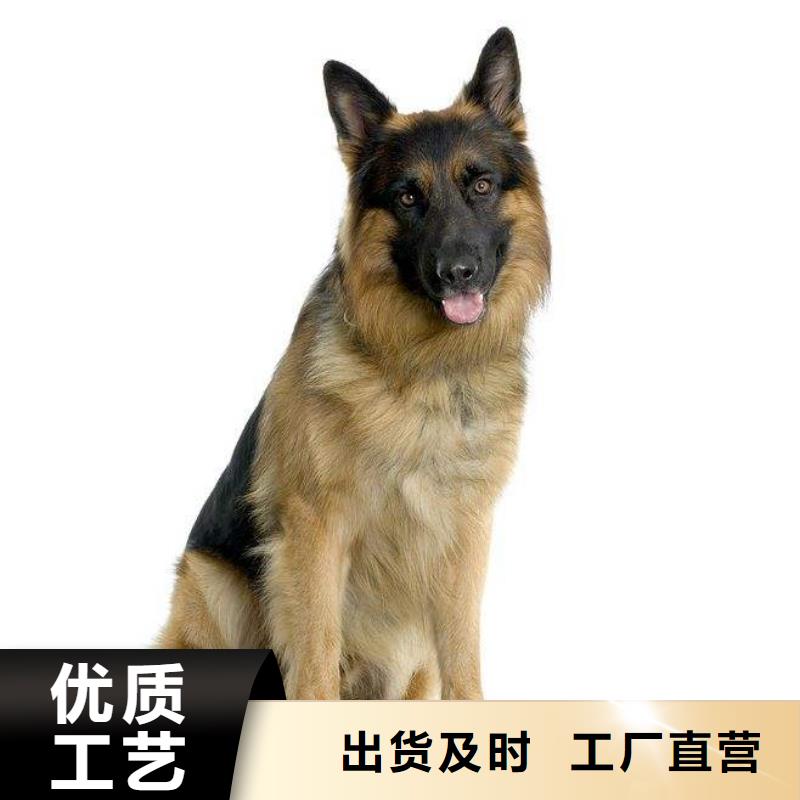 德国牧羊犬黑狼免费寄样
