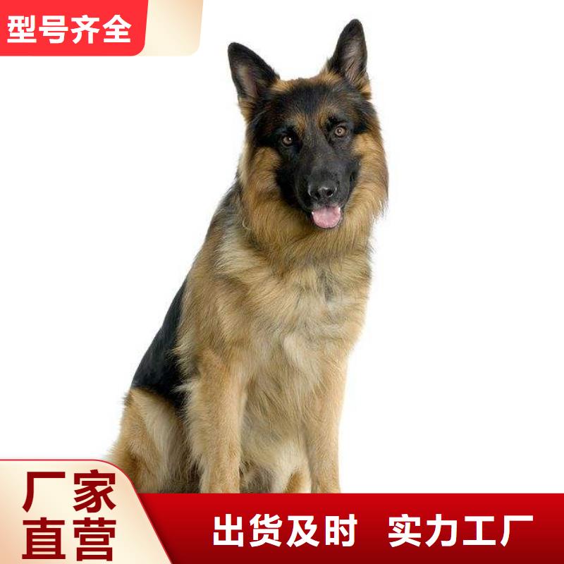 德国牧羊犬,【马犬】买的放心