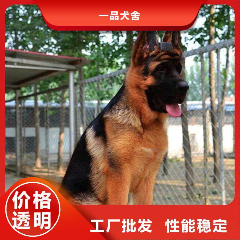 德国牧羊犬卡斯罗犬品种全