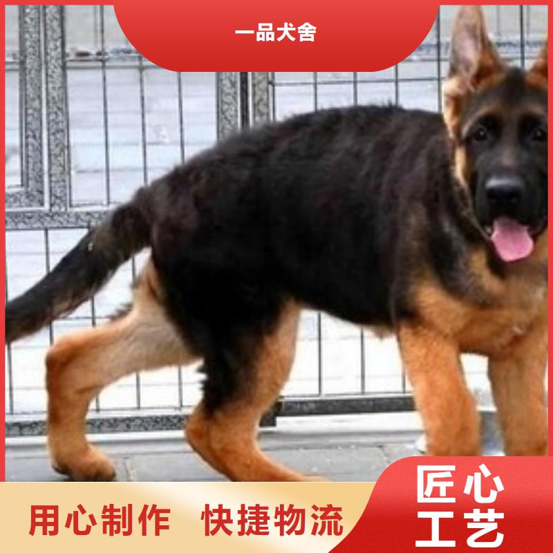 德国牧羊犬马犬买的是放心