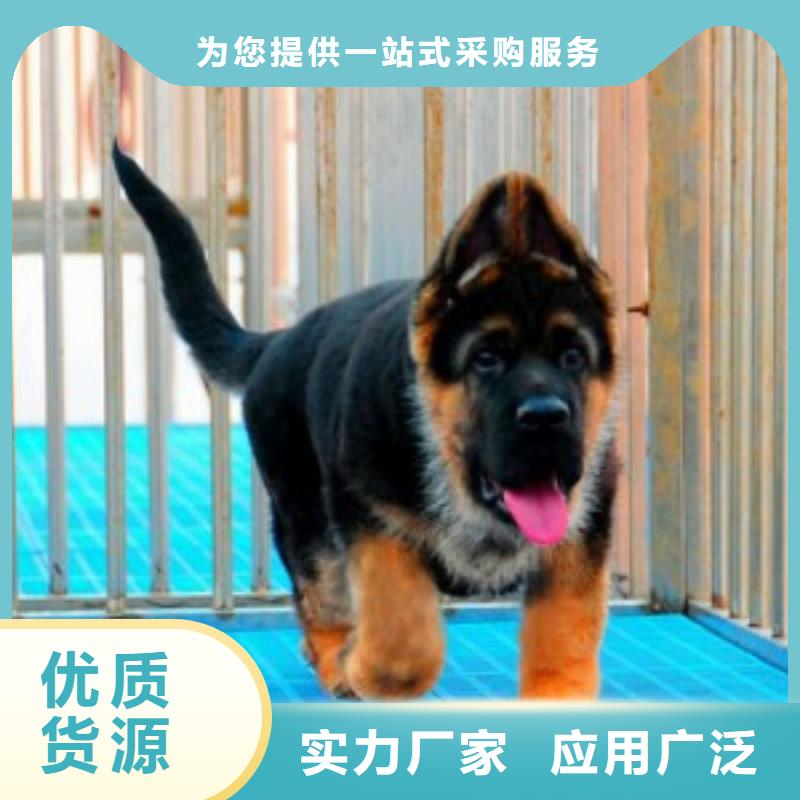德国牧羊犬杜高犬细节展示