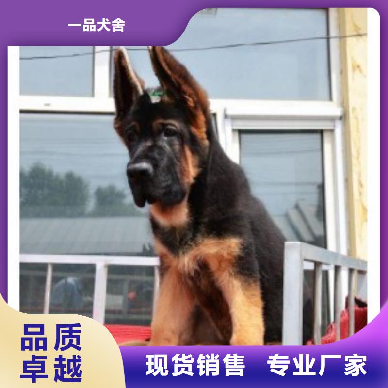 德国牧羊犬罗威纳犬多种规格供您选择