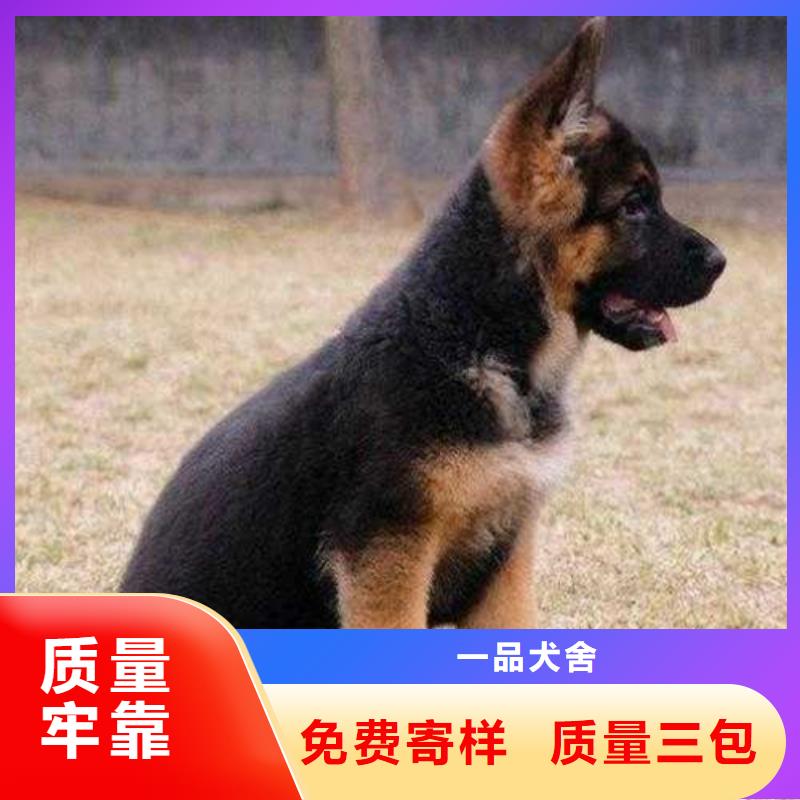 德国牧羊犬罗威纳犬多种规格供您选择