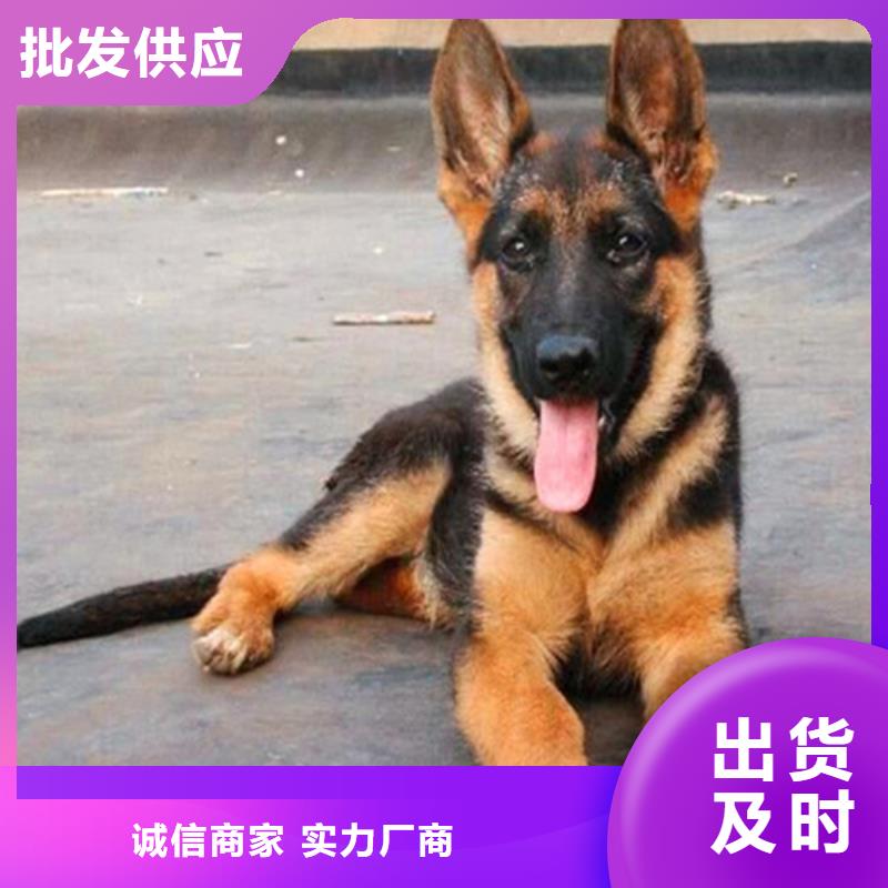 德国牧羊犬杜高犬细节展示
