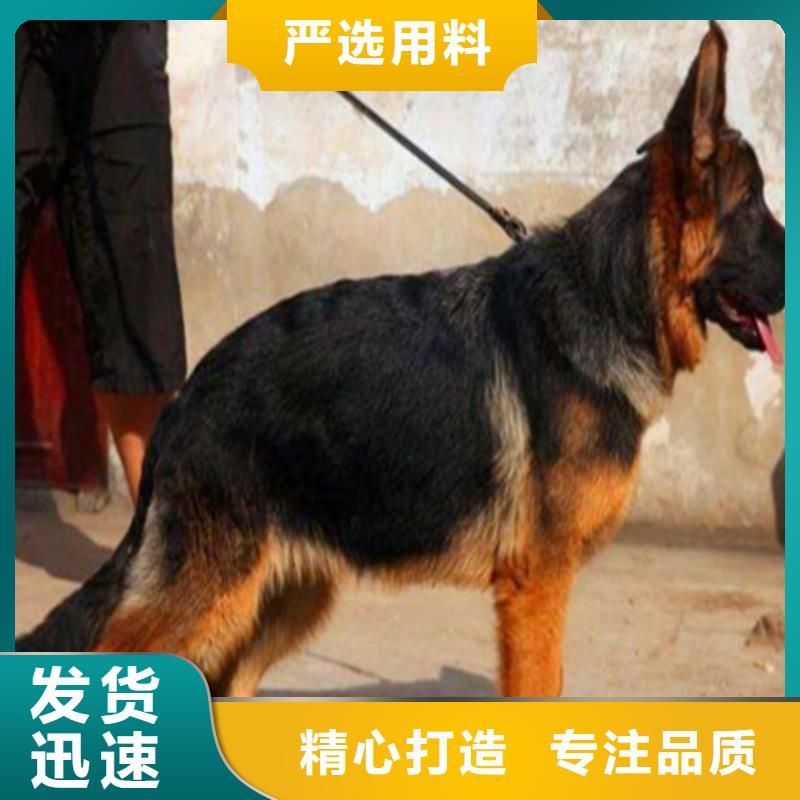 德国牧羊犬杜宾犬精挑细选好货