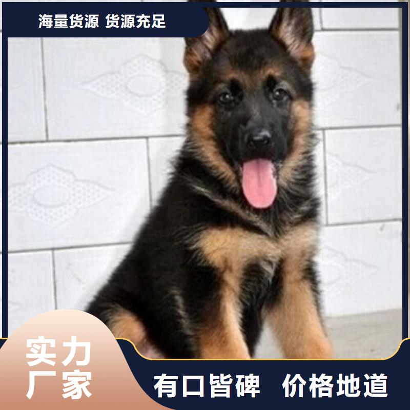 德国牧羊犬杜高犬细节展示