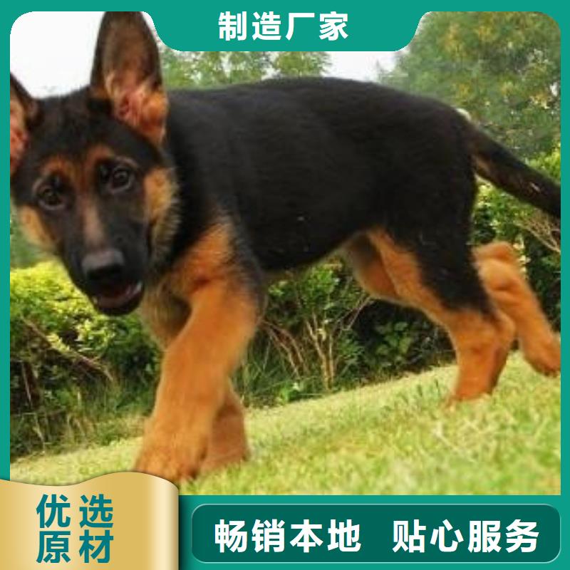 德国牧羊犬杜高犬细节展示