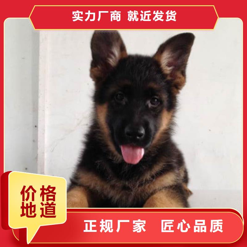 德国牧羊犬马犬买的是放心