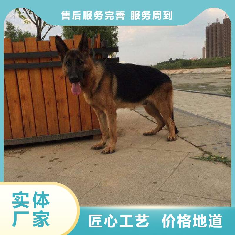 (苏州)(本地)德国牧羊犬罗威纳犬一个起售