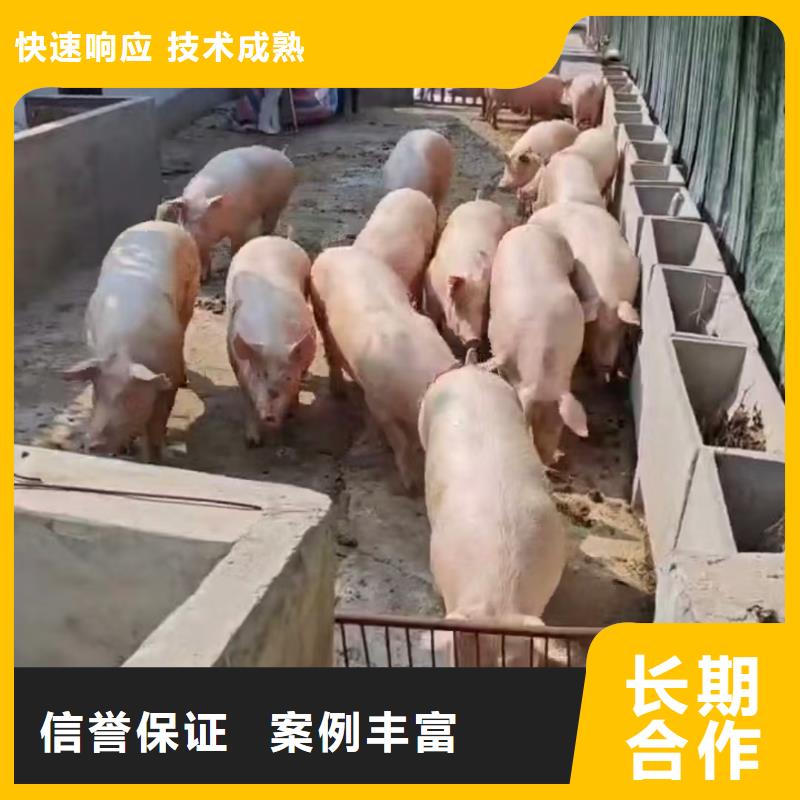 盐城到猪笼车运输-恒温车精英团队
