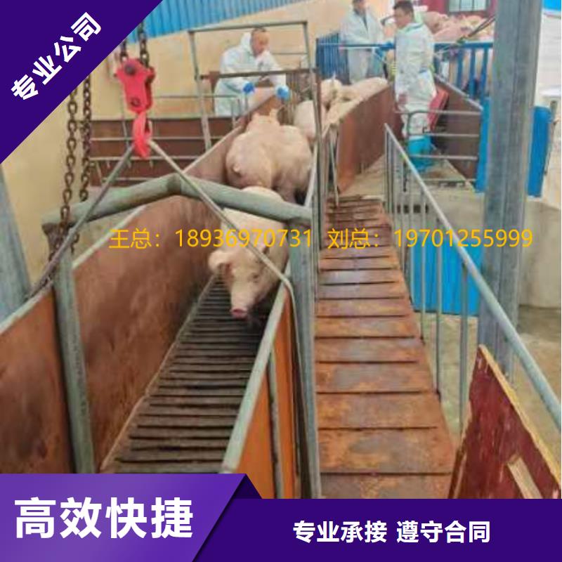 射阳到肥猪运输恒温车技术成熟